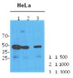 NANS Antibody (1G6) - BSA Free, Novus Biologicals 100&mu;L; Unlabeled:Antibodies,